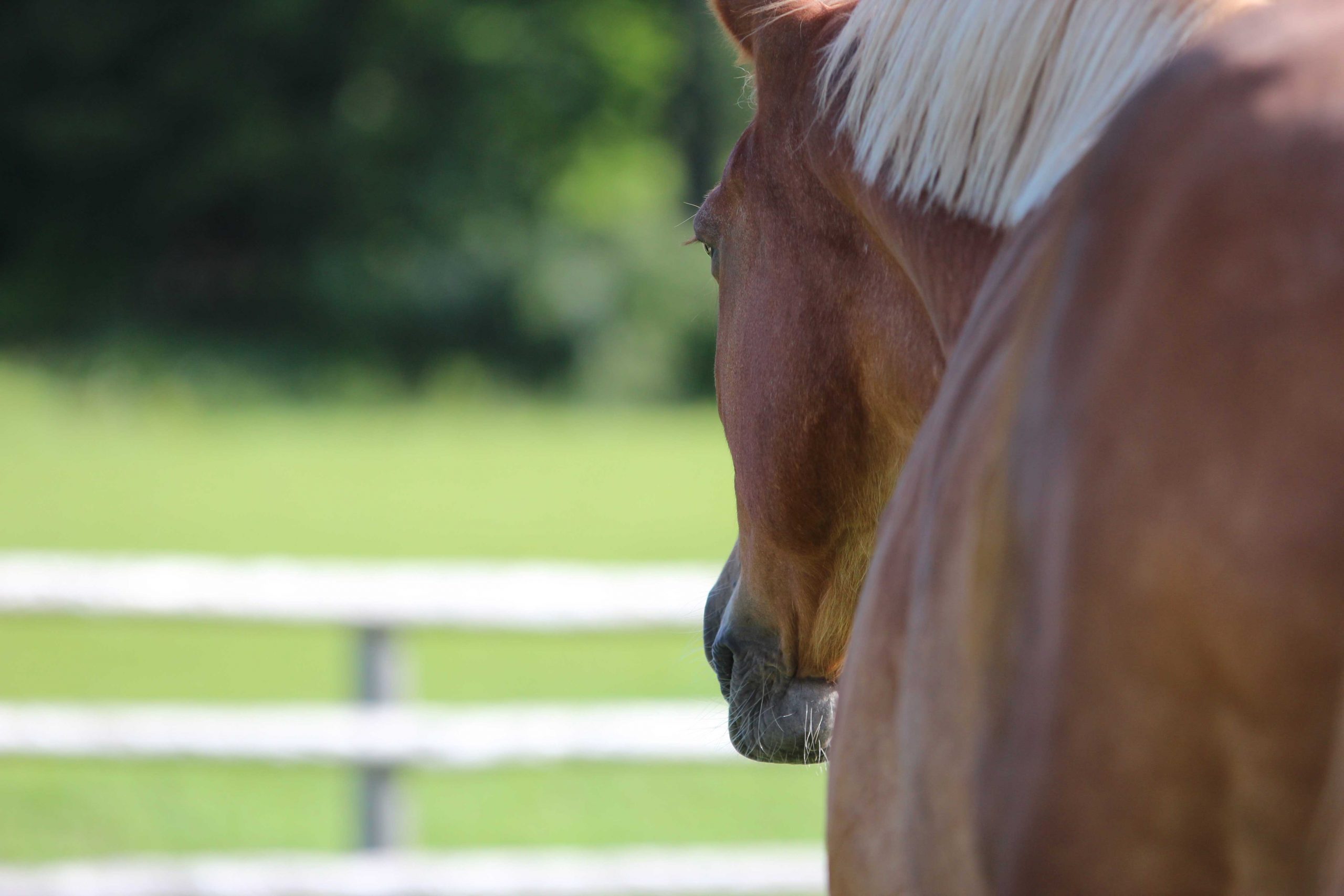 Horse by the Fence Photo Print