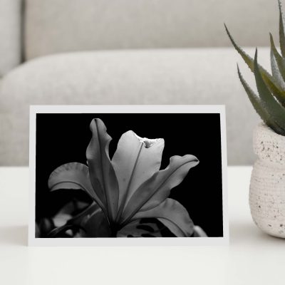 Black and White Lily Greeting Card