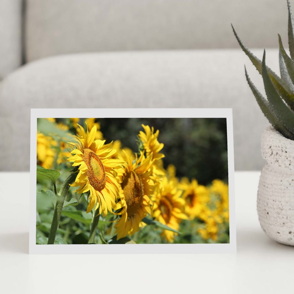 Sunflower Field Greeting Card - Creative Prints
