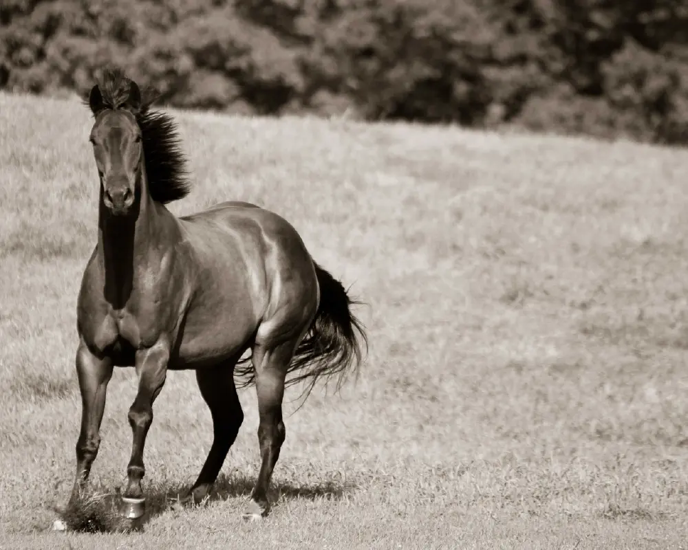 High quality photo prints and fine art photography for home decor